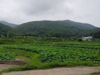 곰내연밭 - 뽐뿌:자유갤러리 곰내연밭