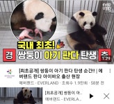 판다 쌍둥이 태어났네요 - 뽐뿌:자유게시판 판다 쌍둥이 태어났네요