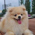 요즘 비 때문에 산책을 못하다가 오랜만에 나와 신났어요. - 뽐뿌:자유게시판 요즘 비 때문에 산책을 못하다가 오랜만에 나와 신났어요.