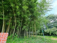 카페 - 뽐뿌:자유갤러리 카페