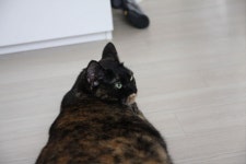 기억하실려나요 두기와 옹이입니다 - 뽐뿌:자유갤러리 기억하실려나요 두기와 옹이입니다