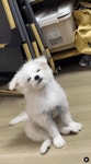 자연스럽개 쓰러짐 - 뽐뿌:유머/감동 자연스럽개 쓰러짐