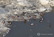 한강 얼음 위 오리 모임 - 뽐뿌:자유게시판 한강 얼음 위 오리 모임