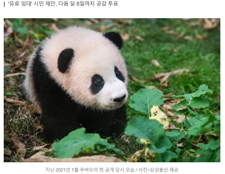서울시, 푸바오 재소환 계획 없다 판다 임대 추진 중 강조