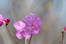 가지산 진달래꽃 - 뽐뿌:자유갤러리 가지산 진달래꽃