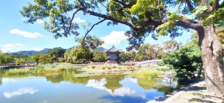 오늘의 경복궁 향정원 - 뽐뿌:자유게시판 오늘의 경복궁 향정원