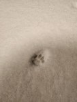 방금 고양이 발자국 ㅎㅎ - 뽐뿌:자유게시판 방금 고양이 발자국 ㅎㅎ