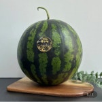 [지마켓] 하우스 수박 가정용 6kg (15,920원/무료) - 뽐뿌:뽐뿌게시판 [지마켓] 하우스 수박 가정용 6kg (15,920원/무료)