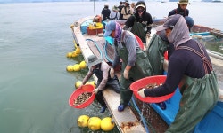 “살아야 한다” 한여름 고수온주의보 발령 천수만, 양식 물고기 80만마리 바다 방류 - 뽐뿌:뉴스게시판 “살아야 한다” 한여름 고수온주의보... 