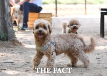 목줄 없이 뛰놀자...반려견 놀이터로 놀러오세요! [TF사진관] - 뽐뿌:사회/문화뉴스  목줄 없이 뛰놀자...반려견 놀이터로 놀러오세요! [TF사진관]