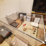 犬 モニター応募投稿のインテリア実例 ｜ RoomClip（ルームクリップ） | RoomClip（ルームクリップ）