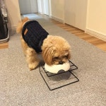 壁/天井/トイプードルと暮らす/セリアの白食器/餌入れ/アルファベットシール...などのインテリア実例 - 2018-06-07 12:59:55 ｜ RoomClip... 