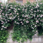 玄関/入り口/garden/つるばら/バラ/いいね&フォローありがとうございます☆のインテリア実例 - 2017-05-22 19:55:43 ｜ RoomClip... 