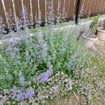 きじとら猫/グリーンのある暮らし/ガーデニング雑貨/ボタニカル/ガーデニング大好き❤...などのインテリア実例 - 2022-09-04 17:46:11... 