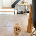 犬用階段/DIY/100均/リビングのインテリア実例 - 2018-06-21 21:44:41 ｜ RoomClip（ルームクリップ） | RoomClip（ルームクリップ）
