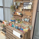 多肉植物 寄せ植えのおしゃれなアレンジ・飾り方のインテリア実例 ｜ RoomClip（ルームクリップ） | RoomClip（ルームクリップ）