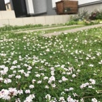 玄関/入り口/心地よい暮らし/ティータイム/グラス/庭...などのインテリア実例 - 2024-06-15 12:38:02 ｜ RoomClip（ルームクリップ）... 