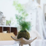 植物のある暮らし/観葉植物/アスパラガス/アスパラ/グリーンのある暮らし...などのインテリア実例 - 2021-08-15 11:30:52 ｜ RoomClip... 