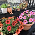 過保護に育てています(*´罒`*)ﾆﾋﾋ/ビューティカル/サカタのタネ/ペチュニア/園芸...などのインテリア実例 - 2020-05-29 19:13:41... 