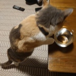 リビング/保護猫/三毛猫/古い家を楽しむ/古い家に住む...などのインテリア実例 - 2022-07-31 20:18:21 ｜ RoomClip（ルームクリップ）