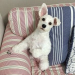 リビング/わんこと暮らす/ワンズ/いぬと暮らす/ペットインテリア...などのインテリア実例 - 2016-11-11 02:04:59 ｜ RoomClip... 