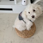 ニトリ/リュック/トイプードル/スリコ/こんにちは♪...などのインテリア実例 - 2019-08-11 15:14:04 ｜ RoomClip（ルームクリップ）