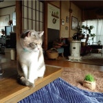 リビング/三毛猫/保護猫/生活を楽しむ/猫と暮らす...などのインテリア実例 - 2022-11-29 09:09:36 ｜ RoomClip（ルームクリップ）