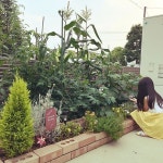 とうもろこし栽培/野菜作り/じゃがいも栽培/トマト栽培中/畑...などのインテリア実例 - 2022-06-20 13:40:30 ｜ RoomClip... 