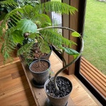 ウンベラータ/観葉植物/アカシアの床/DIY/リノベーション...などのインテリア実例 - 2021-10-14 07:31:02 ｜ RoomClip（ルームクリップ）