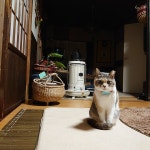 リビング/お家を楽しむ/古い家に住む/築年数46年以上/古い家を楽しむ...などのインテリア実例 - 2022-11-12 20:39:43 ｜ RoomClip... 