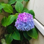 シンプルにすっきりと暮らす/植物のある暮らし/一番好きな場所/いやしの空間/庭...などのインテリア実例 - 2021-06-09 21:13:57... 