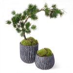 CUPBON 松 吹き流し・苔盆S ペア 盆栽 PRGR-1353 - 通販 | 家具とインテリアの通販【RoomClipショッピング】