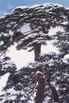 [한국의 명품 소나무] 주문진 늘 푸른 솔, 꿈틀거리며 승천하는... [한국의 명품 소나무] 주문진 늘 푸른 솔, 꿈틀거리며 승천하는 적룡인 듯