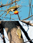 [한국의 산새] 청딱따구리 < Season Special < 테마산행 < 기사본문 - 월간산 [한국의 산새] 청딱따구리