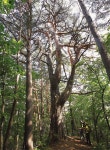 [납량특집ㅣ계곡 & 바다] 태백산 백천계곡 & 덕산해수욕장 르포 < 여름 산행 < 이 달의 산 < 기사본문 - 월간산 [납량특집ㅣ계곡 & 바다] 태백산... 