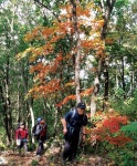 [주말산행코스] 호서의 산 | 가창산 | 819mㆍ충북 제천·단양, 강원도 영월 < Season Special < 테마산행 < 기사본문 - 월간산 [주말산행코스]... 