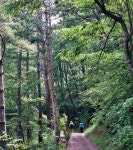 [축제따라 걷기ㅣ 해바라기 축제와 태백고원700 산소길] &#39;노란색의 향연&#39; 선플라워(Sunflower) 즐기고… 살기 좋은 700고지... 