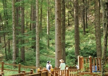 [산림청 개청 50주년 특집, ‘이제는 숲힐링이다’ | 왜 숲힐링인가?] 숲길만 걸어도 치유효과 21세기는 산림이 대세다 < Season Special... 