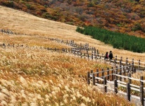 억새 천국 < 걷기 좋은 길 < 둘레길 < 기사본문 - 월간산 [가을 동화속 걷기 가이드 | 영남알프스 하늘억새길] 가을의 전설이 시작되는 억새 천국