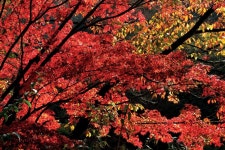 [산사와 명풍경 | 소요산 자재암] 산사의 꽃향기 아침노을로 번지고 원융무애의 사랑 단풍으로 빛나네 < Season Special < 테마산행 < 기사본문... 