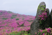 [시즌특집 철쭉 명산 남부 10선] ④보성 초암산 < 봄 산행 < 이 달의 산 < 기사본문 - 월간산 [시즌특집 철쭉 명산 남부 10선] ④보성 초암산