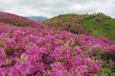 된 목장지대 < 봄 산행 < 이 달의 산 < 기사본문 - 월간산... 열리는 산 <3> 15선 가이드 ⑥ 남원 바래봉] 철쭉만 살아남아 꽃밭이 된 목장지대
