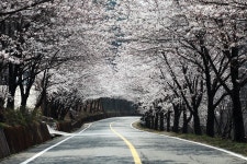 [시즌 특집ㅣ봄꽃산행6선 가이드ㅣ⑥구례 오산+섬진강변&화개장터... 가이드ㅣ⑥구례 오산+섬진강변&화개장터 벚꽃] 산행과 함께 즐기는... 