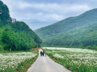 [낭만야영] 샤스타데이지 꽃밭에서의 합법적인 하룻밤! < 테마산행 < 기사본문 - 월간산 [낭만야영] 샤스타데이지 꽃밭에서의 합법적인 하룻밤!