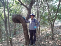 [독자산행기] 두송반도에 숨겨진 꽈배기나무 < 산사람&산뉴스 < 기사본문 - 월간산 [독자산행기] 두송반도에 숨겨진 꽈배기나무