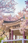 [인천·경기 벚꽃 Top 10] 에버랜드, 7km 드라이브길…남한산성엔 1만5000그루 < Season Special < 테마산행 < 기사본문 - 월간산 [인천... 