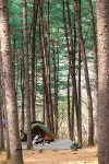 [잣나무 특집] 서울에서 가까운 잣나무숲 야영장에 가보니 < 마운틴뉴스 < 산사람&산뉴스 < 기사본문 - 월간산 [잣나무 특집] 서울에서 가까운... 