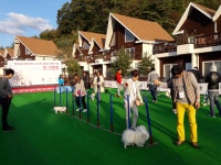 반려견 동반 가을여행 프로그램 도그앤휴 힐링캠프 성료 < 중소기업 < 기업 < 기사본문 - 시사저널e 반려견 동반 가을여행 프로그램 도그앤휴... 