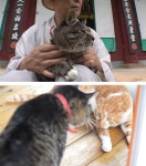 TV동물농장 금산 절냥이 심안-보현→아파트 누더기 고양이... 싱글리스트 TV동물농장 금산 절냥이 심안-보현→아파트 누더기 고양이... 