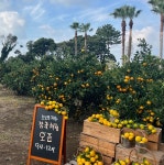 소노캄 제주, 향긋한 겨울~감귤 체험농장 패키지 선봬 < 여행 < 라이프... 싱글리스트 소노캄 제주, 향긋한 겨울~감귤 체험농장 패키지 선봬